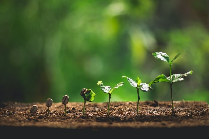 How soil affects the taste of coffee