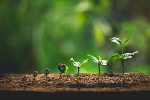 how coffee grows