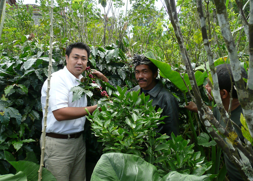 harvesting Japanese coffee