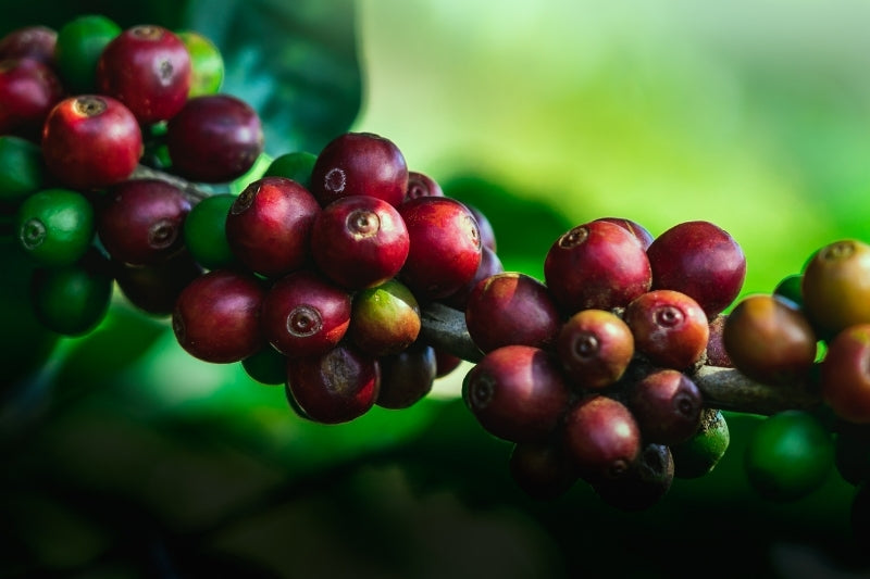 Coffee Fruit