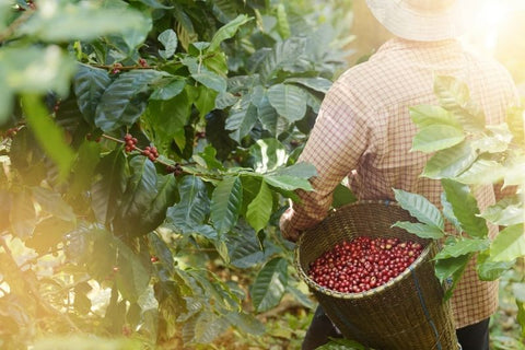 coffee fruit harvest