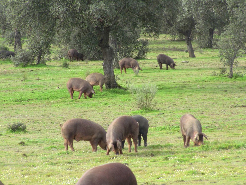 dehesa pata negra