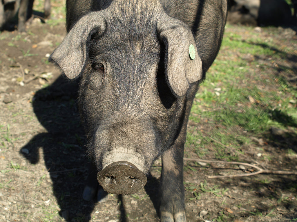 Iberian pig