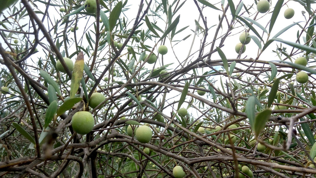 green olives on a tree