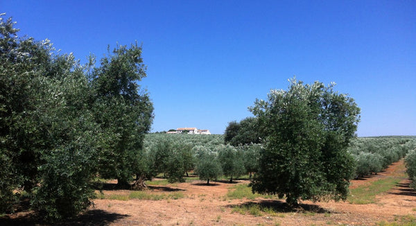 olive tree grove