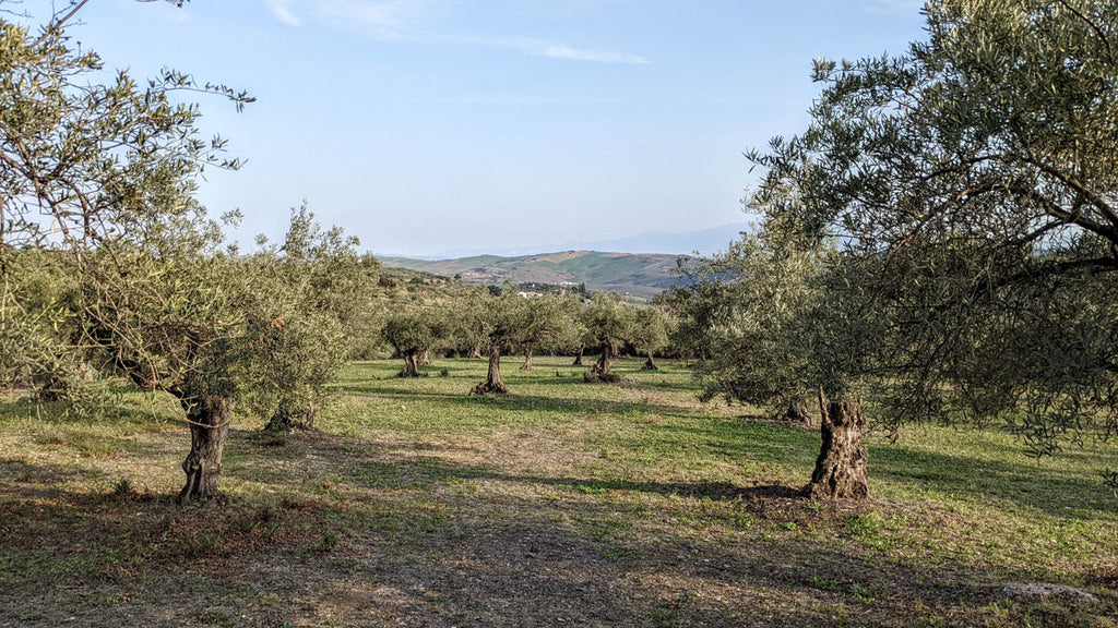 olive groves