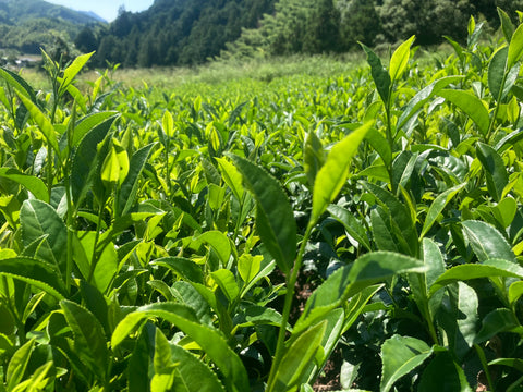 camellia sinesis tea plant