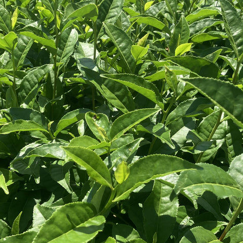 Matcha Green Tea Leaves