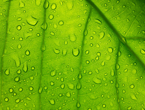 green leaf chlorophyll