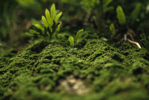 Green moss with a small plant