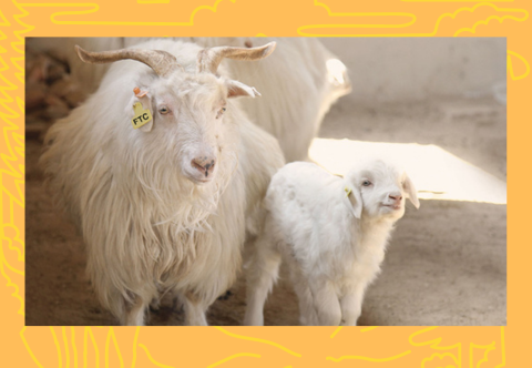 White, fluffy cashmere goat mother and smiling baby.