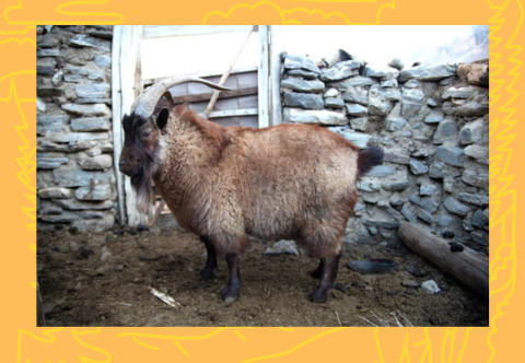 Dark-colored cashgora goat in brick building.