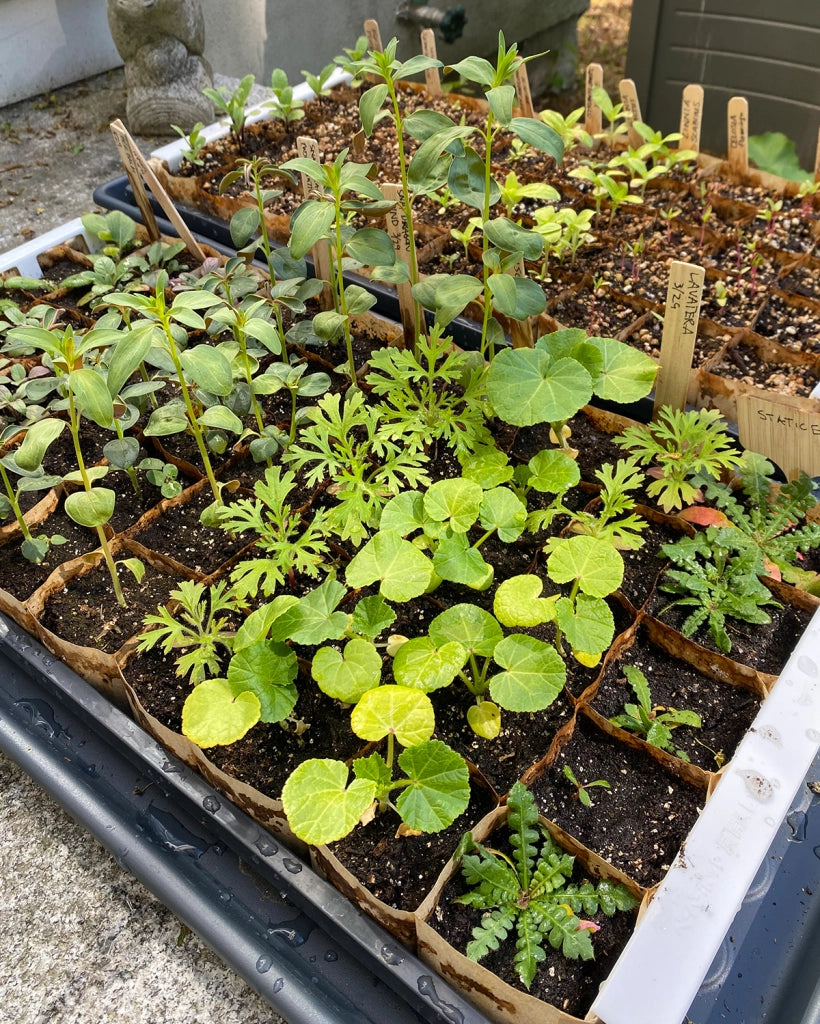 seedlings ready to plant