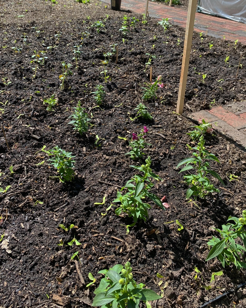 seedlings plants in garden