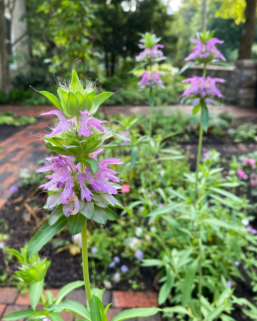 bee balm lambada in the garden