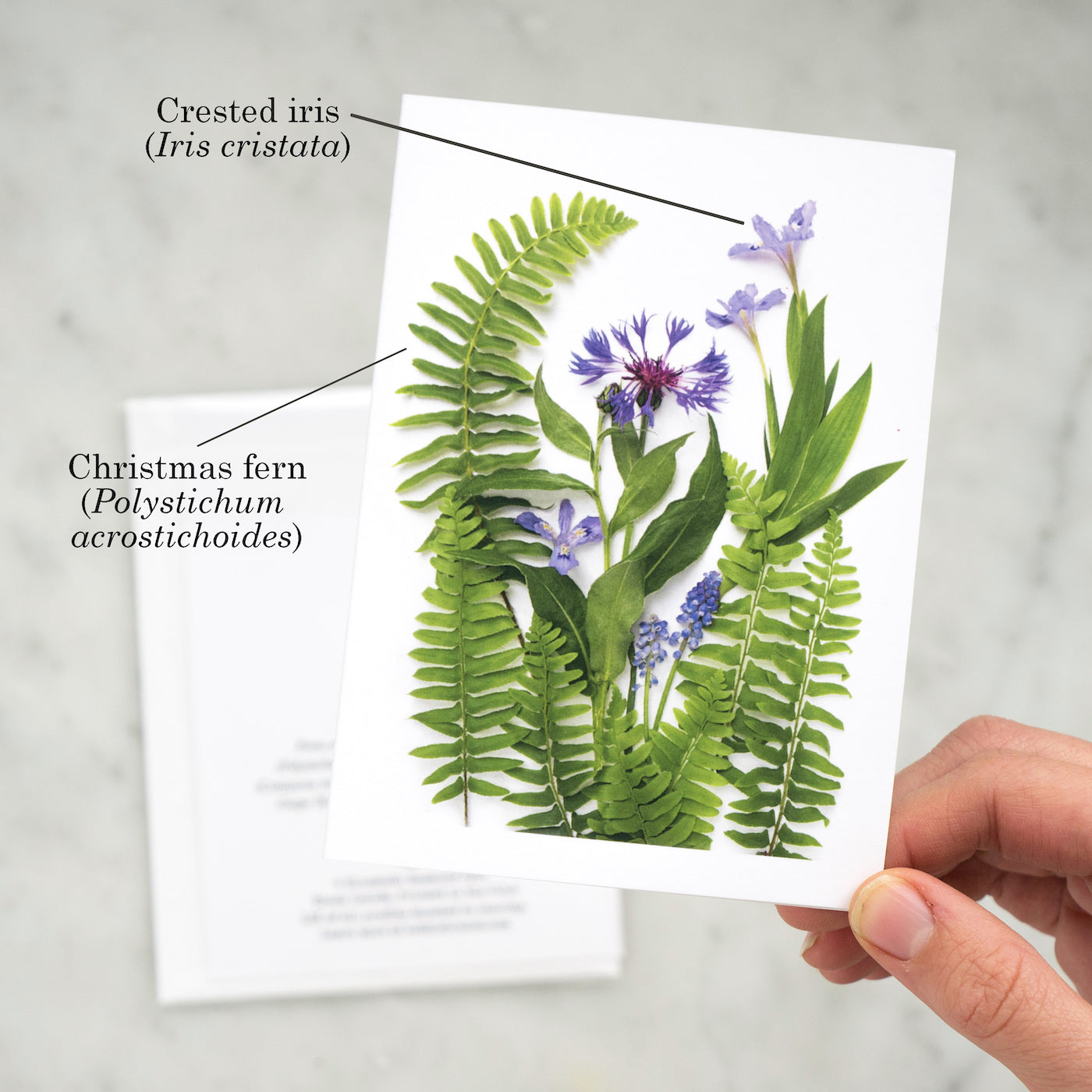 blue flowers and ferns card in hand labelled
