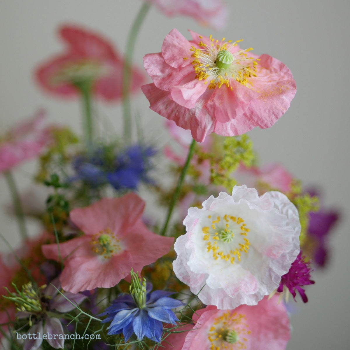 garden poppies