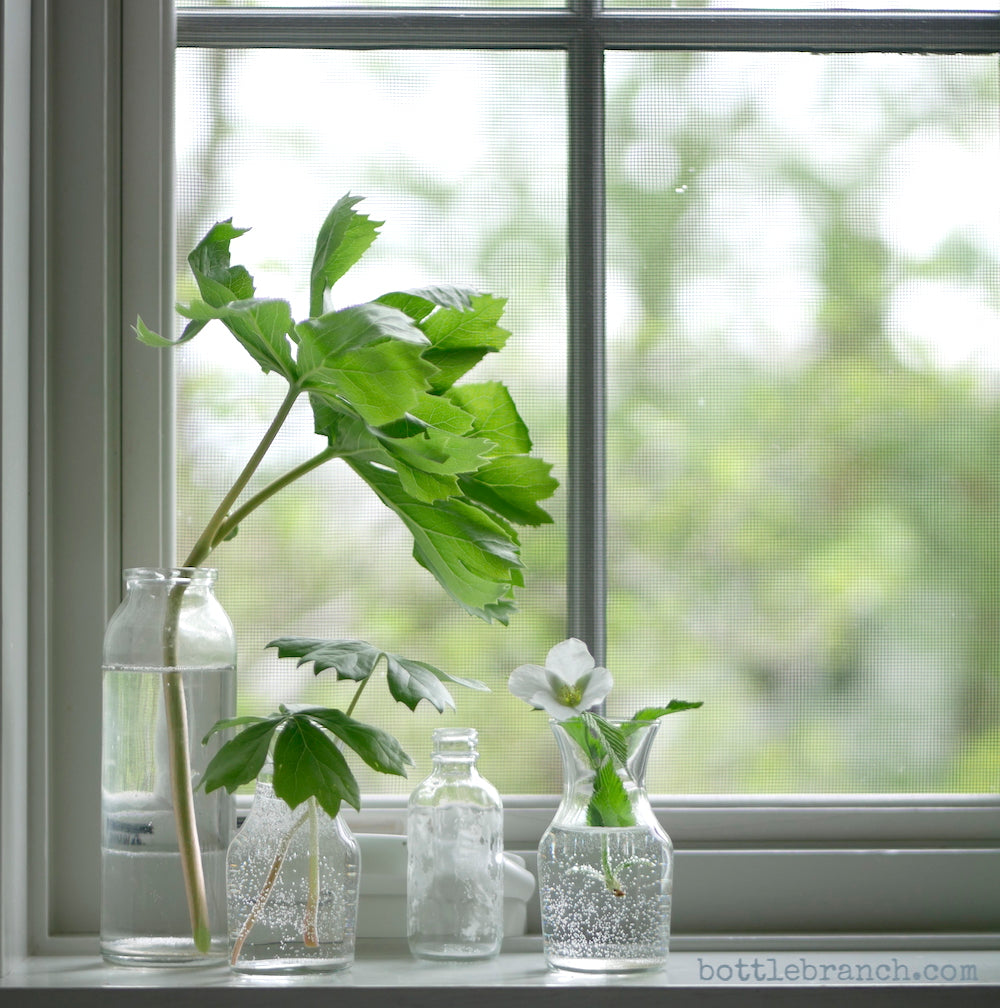 greenery in the window