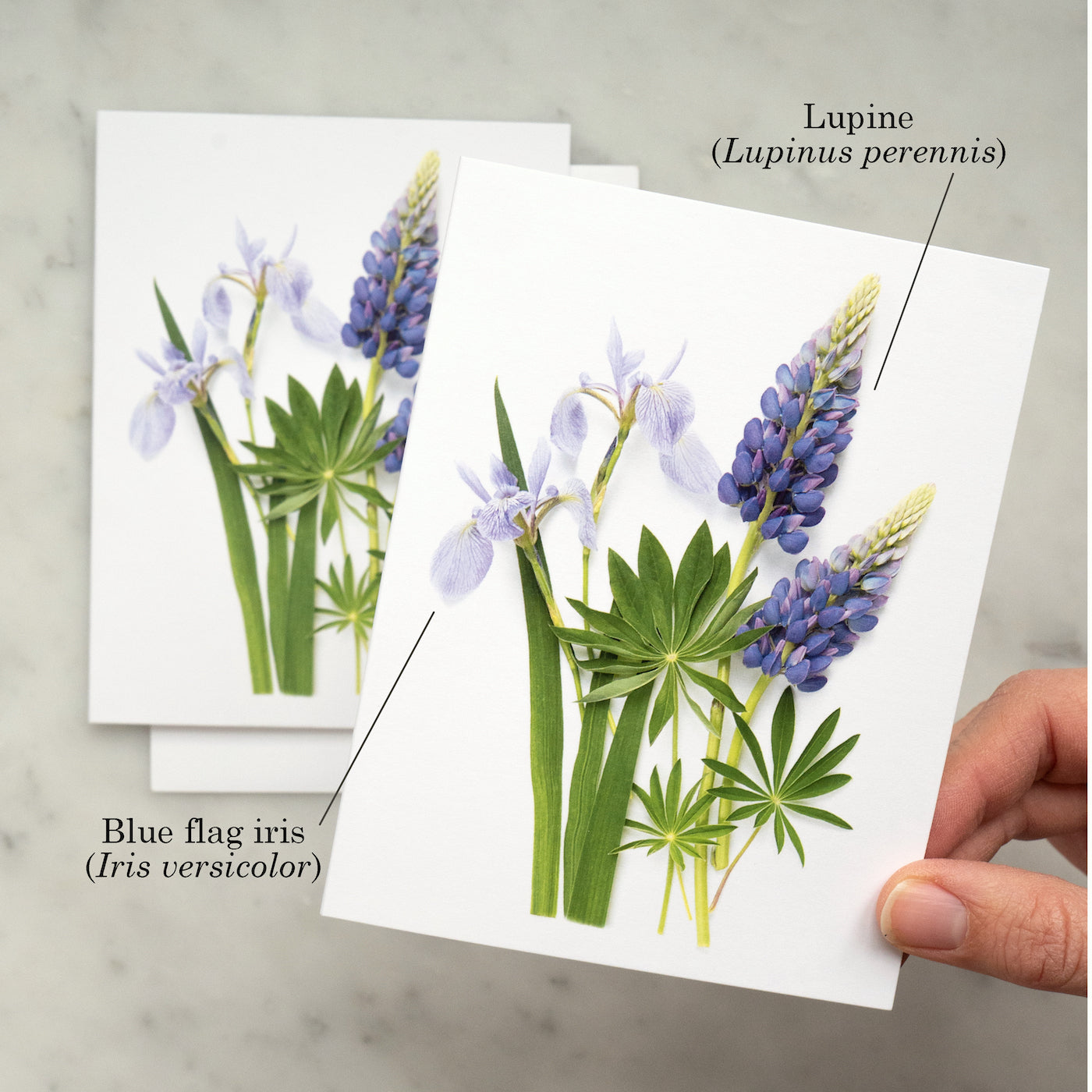 iris and lupin card fronts labelled