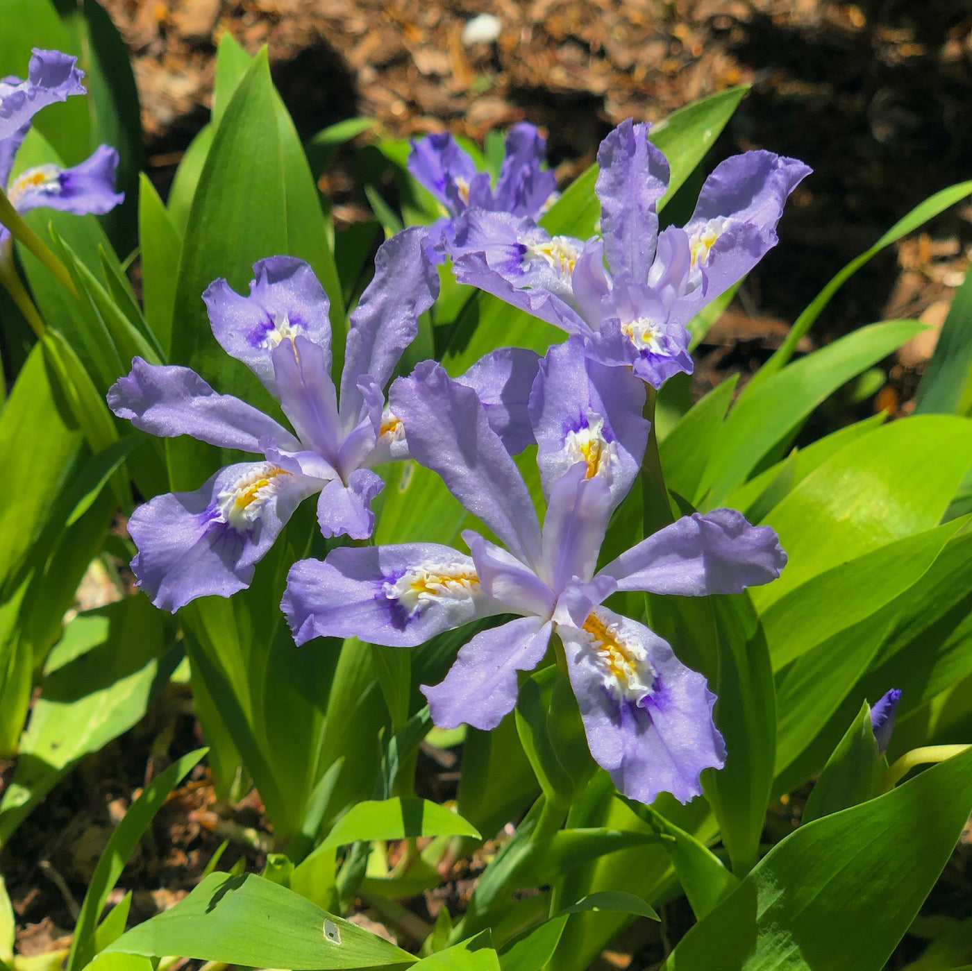 iris crista in the garden