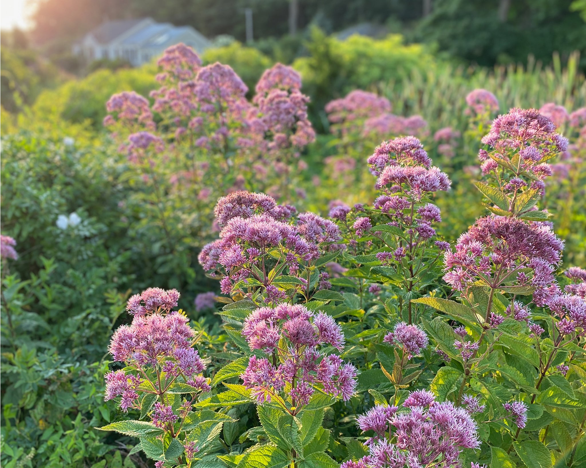 wildflowers called joe pye weed, in the late afternoon sun