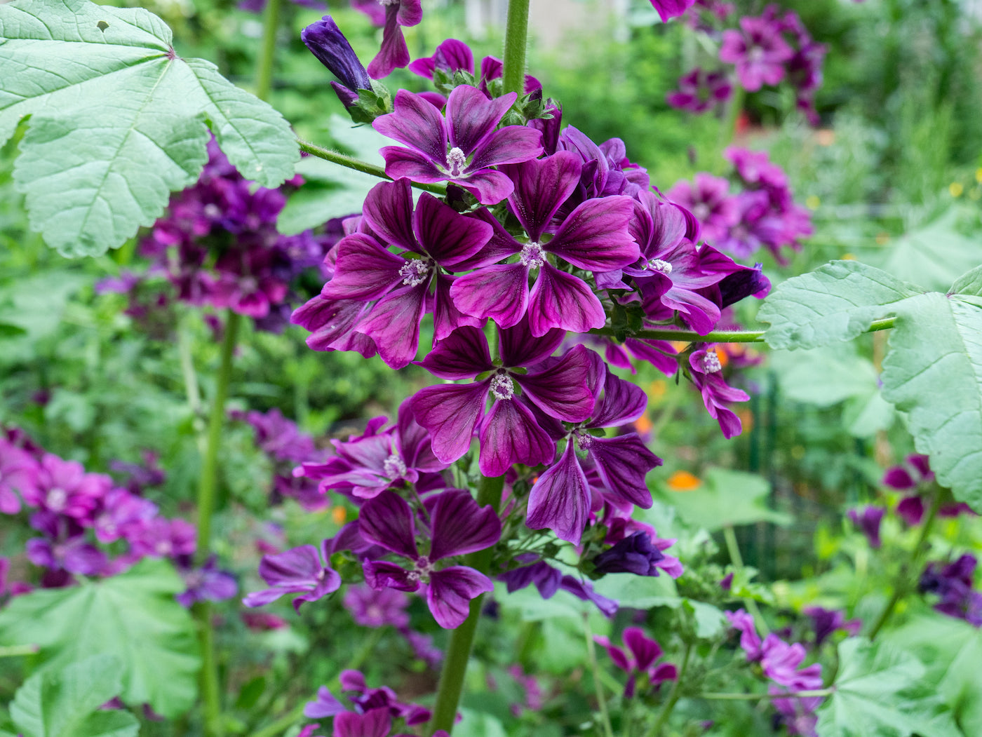 purple cloud mallow