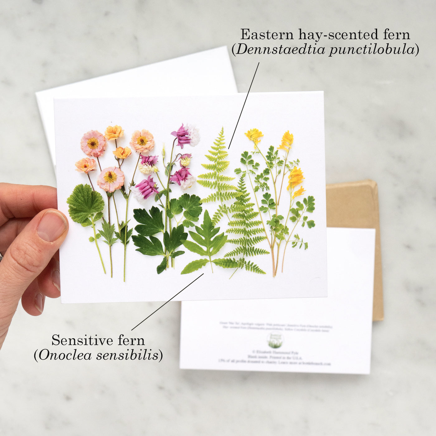 wildflowers with corydalis card in hand labelled
