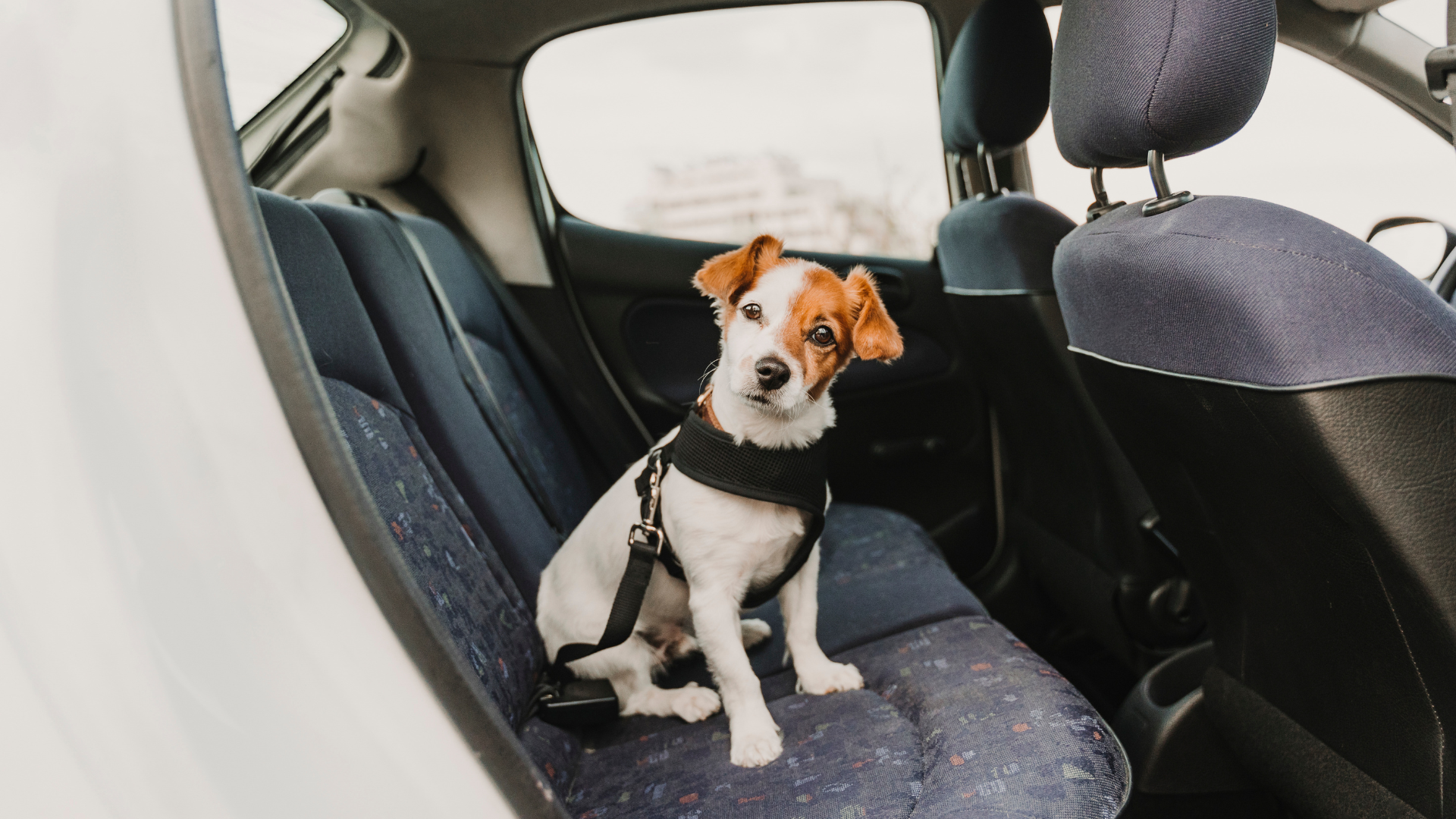 jack russell terrier sitting in the back of an automobile