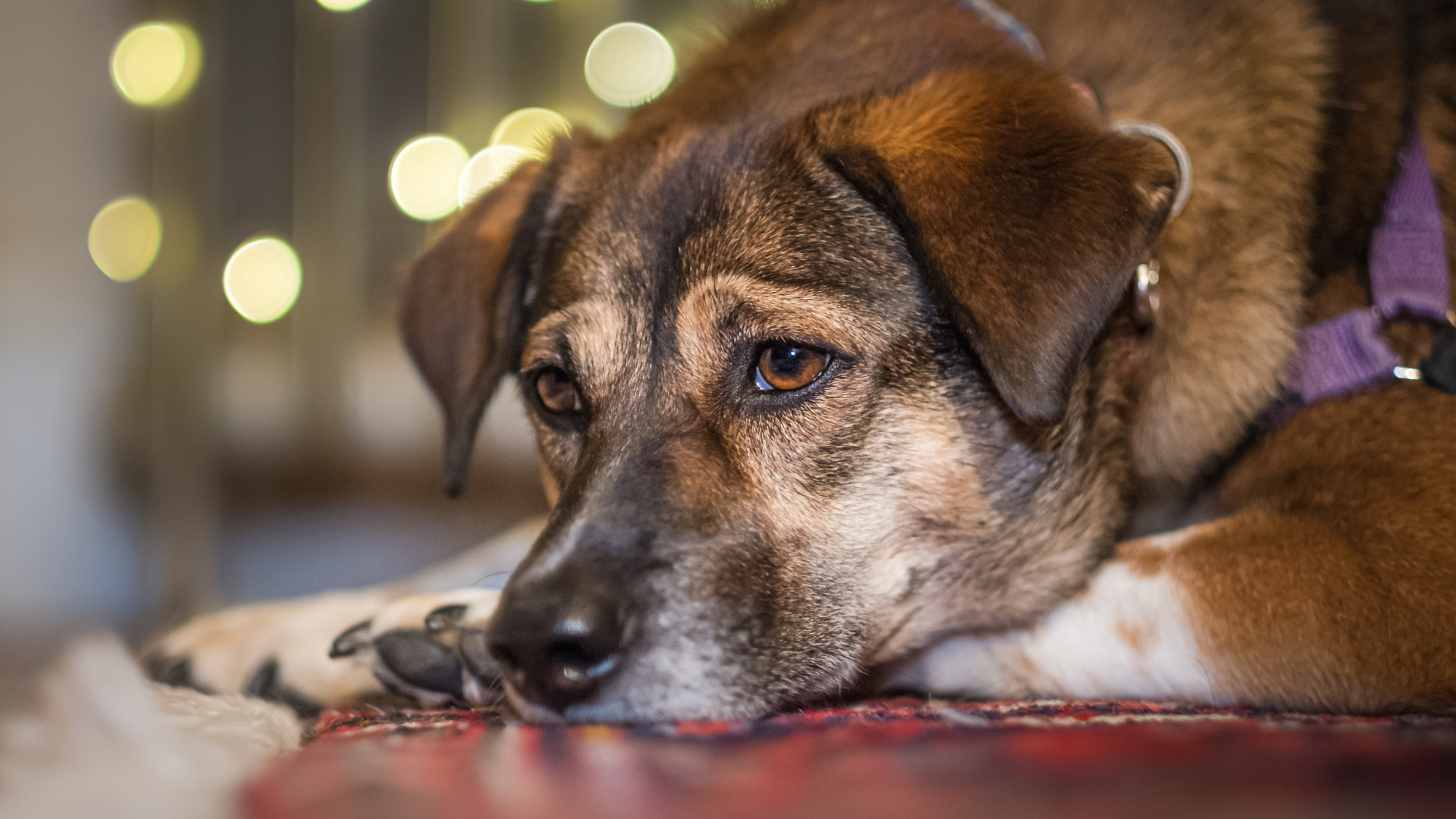 multi-colored brown dog laying down sad