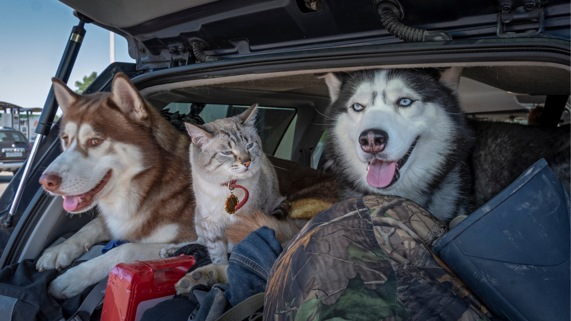 two husky dogs and a cat in the car