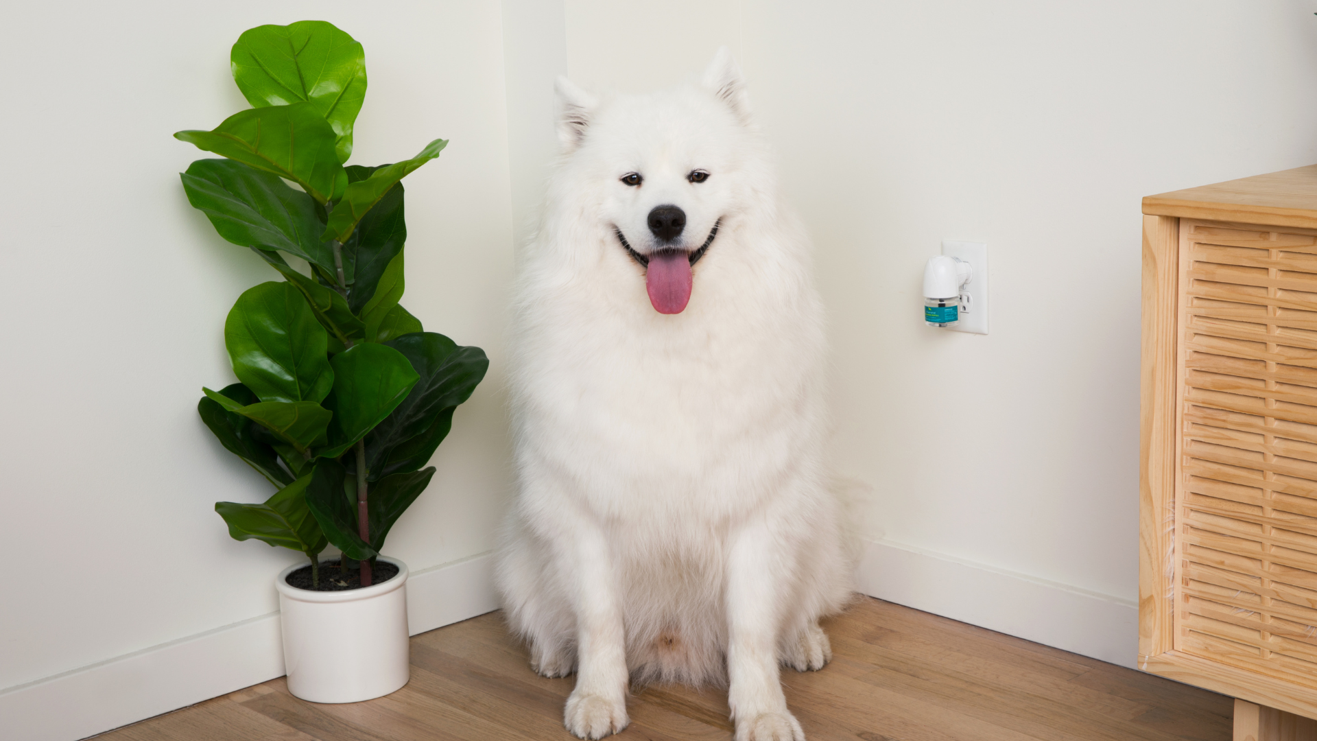 white fluffy dog standing near a bserene calming diffuser