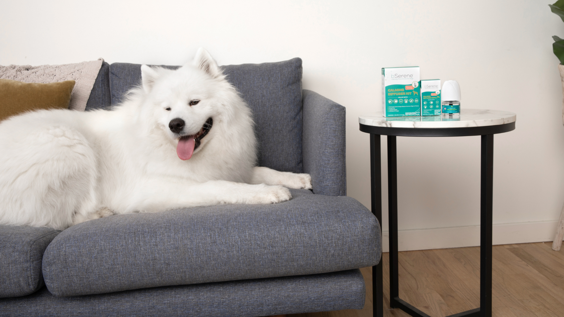 fluffy dog sitting on a couch near bserene calming products