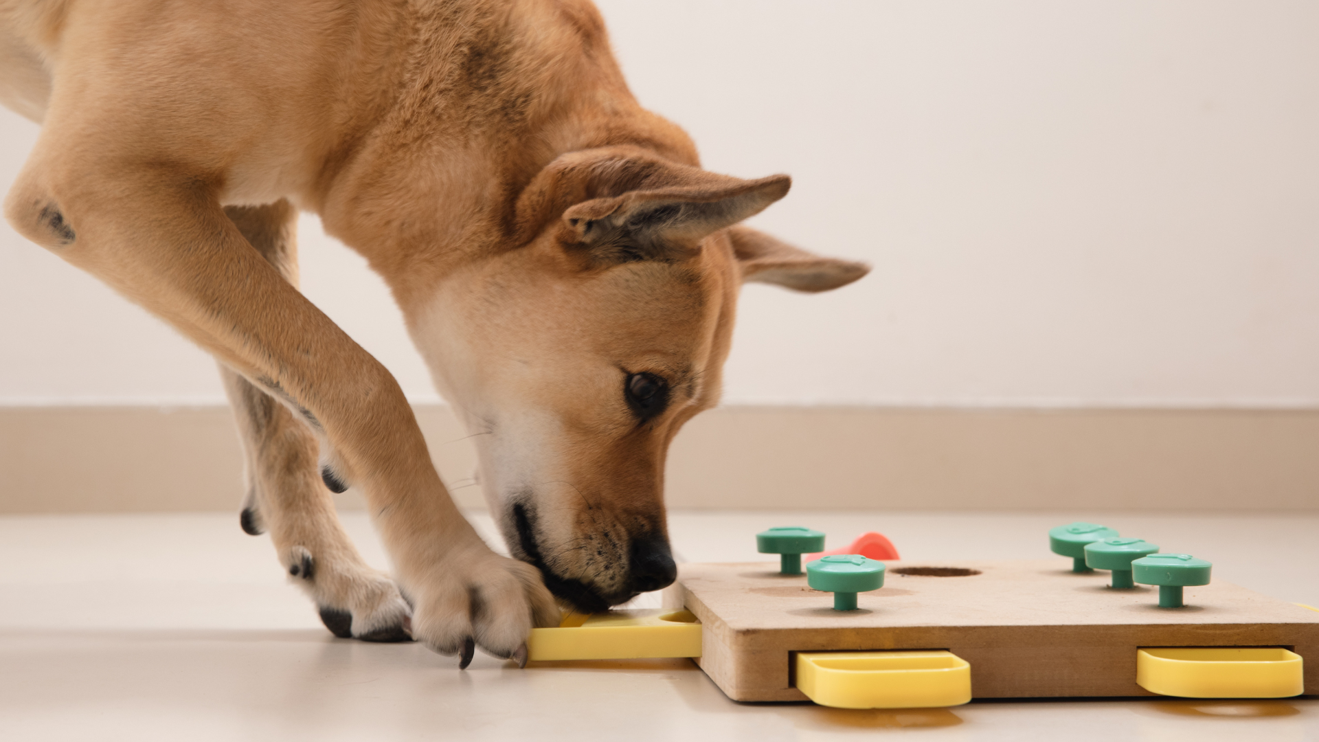 dog playing with puzzle toy