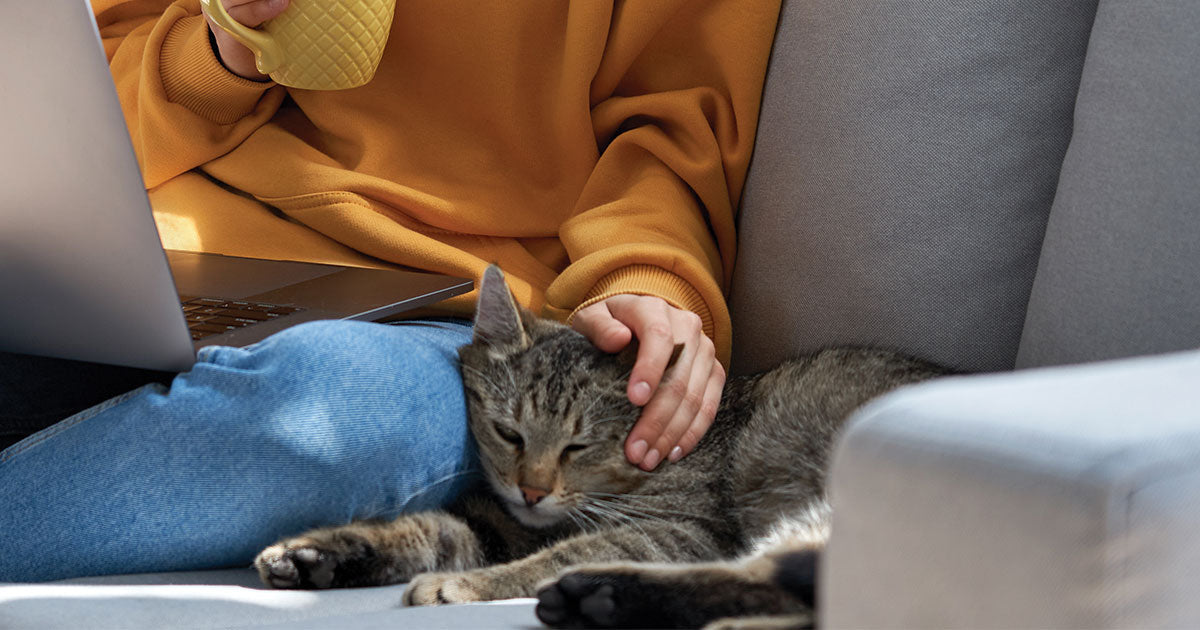 benefits of cat pheromones