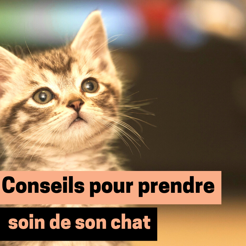 Conseils Pour Prendre Soin De Son Chat Oohmydog