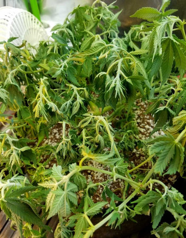 Blog11 Photo4+Eagle Star Lighting+Type A LED GROW LIGHT