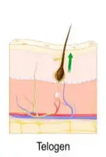 Telogen hair growth cycle