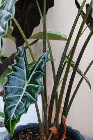 alocasia polly leaves and petioles