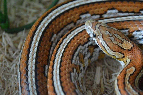 A close up of the head of one of Steel City Scales' breeding snakes