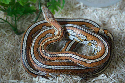 A corn snake with Steel City Scales.