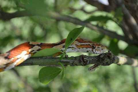 A corn snake with Steel City Scales having supervised fun outside, climbing a shrub