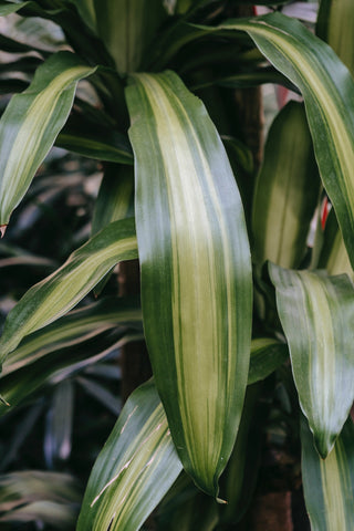 A close up of lush dracaena leaves