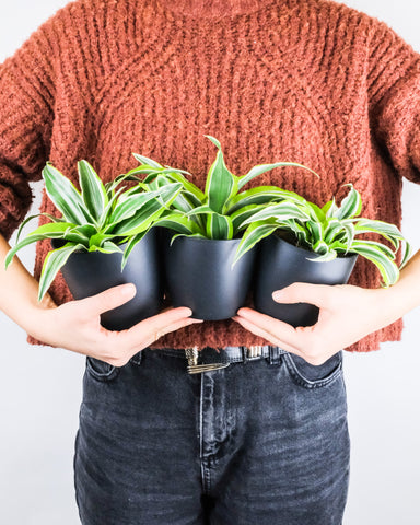 A person holding 3 small dracaena plants