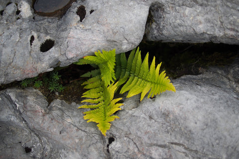 A fern growing in the crack between a rock