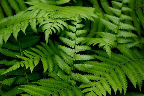 a close up of fern fronds