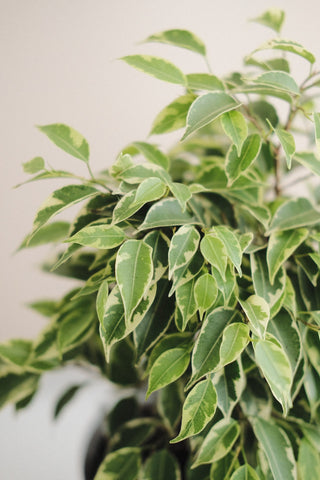 A close up on the small, variegated leaves of ficus benjamina