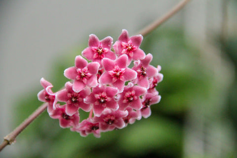 a close up of a cluster of pink hoya flowers
