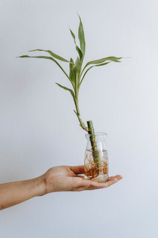 Lucky bamboo in a glass vase