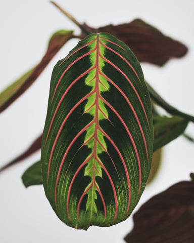 A close up of a prayer plant leaf with red veining