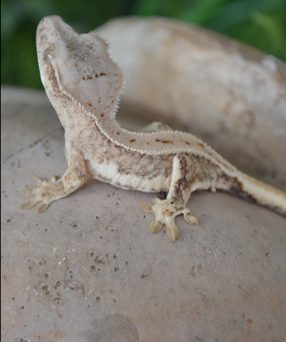 A juvenile gecko produced by Steel City scales